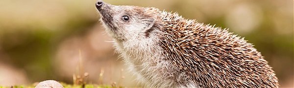 Ранняя весна угрожает барсукам, ежам и медведям