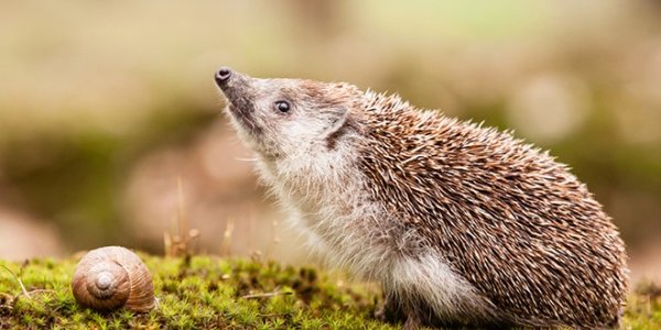 Ранняя весна угрожает барсукам, ежам и медведям