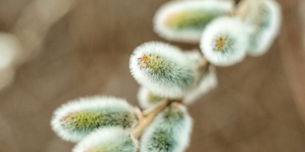 Вербное воскресенье напророчило Приморью ветреное лето