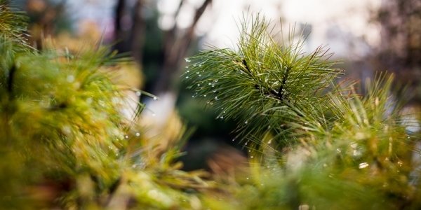 «Земля леопарда» приглашает на празднование Дня кедра