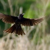 Июнь в Сихотэ-Алинском заповеднике  туманный и прохладный