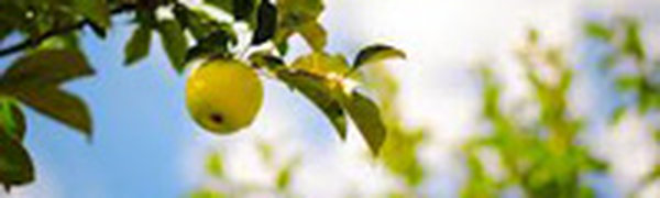 Первая декада августа в Приморье была теплой