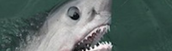 Пойманная в Приморье акула является сельдевой