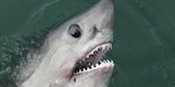 Пойманная в Приморье акула является сельдевой