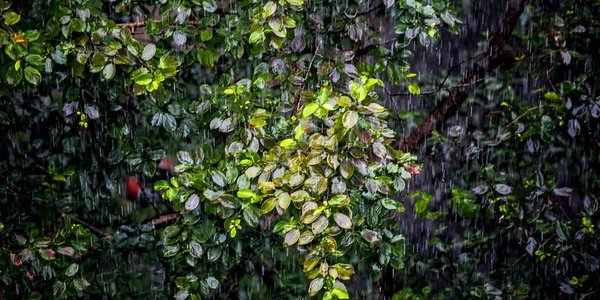 Ливни и шквалистый ветер обрушатся на Приморье в ближайшие сутки