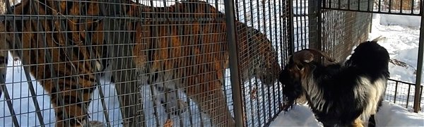 Тигр Амур и козёл Тимур увиделись после ссоры (ВИДЕО)