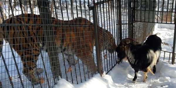 Тигр Амур и козёл Тимур увиделись после ссоры (ВИДЕО)