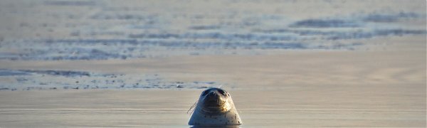 Колбасу из мяса тюленя предлагают есть жителям Дальнего Востока