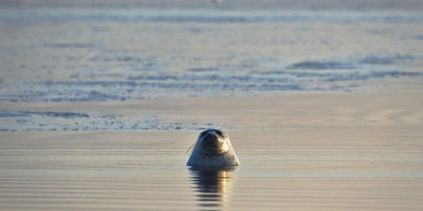 Колбасу из мяса тюленя предлагают есть жителям Дальнего Востока
