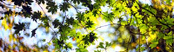 Первая декада октября во Владивостоке была теплой и влажной