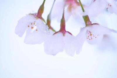 В сезон цветения сакуры в Японии впервые за 17 лет выпал снег