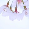 В сезон цветения сакуры в Японии впервые за 17 лет выпал снег