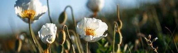 Во Владивостоке запрещено посещать леса и места массового отдыха