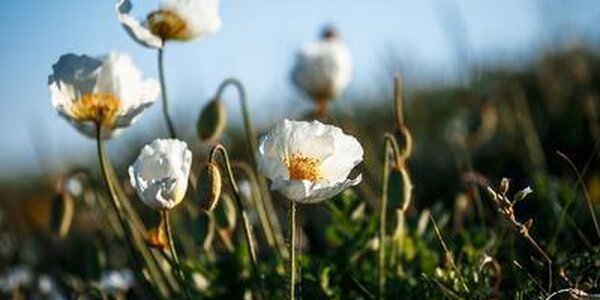 Во Владивостоке запрещено посещать леса и места массового отдыха