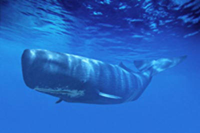 В Гааге начинаются слушания по делу о китобойном промысле Японии 