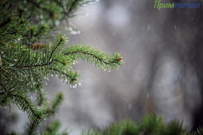 В среду в Приморье пройдут дожди, на перевалах возможен дождь со снегом