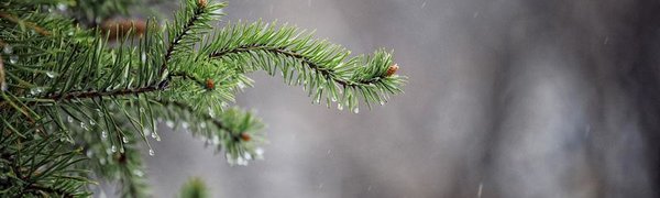 В среду в Приморье пройдут дожди, на перевалах возможен дождь со снегом