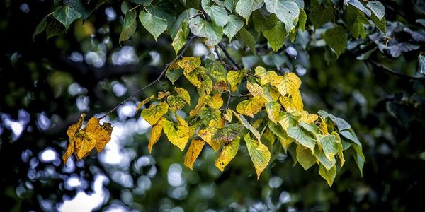 Синоптики озвучили прогноз погоды на выходные дни в Приморье и Владивостоке