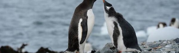 Новый рекорд тепла зафиксирован в Антарктиде