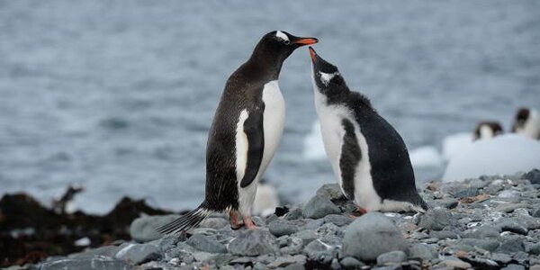 Новый рекорд тепла зафиксирован в Антарктиде
