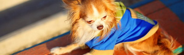 Французы тратят на домашних животных больше 4 миллиардов евро в год