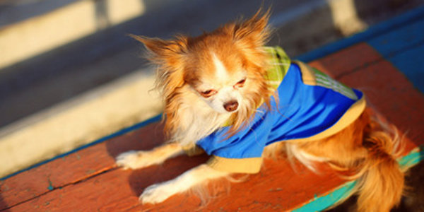 Французы тратят на домашних животных больше 4 миллиардов евро в год