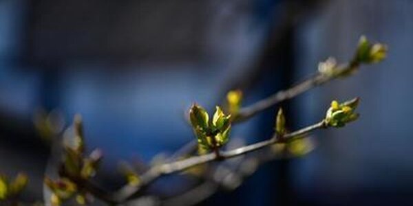 В последний день марта воздух в Приморье прогреется до +17 °С