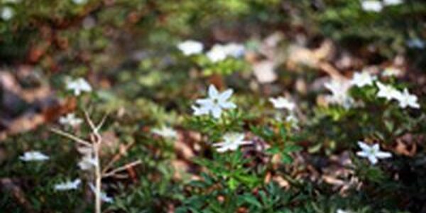 1 апреля столбики термометров в Приморье поднимутся до +19 °С