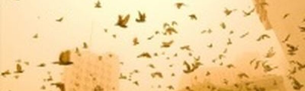 Почему в Приморье прошел «рыжий» дождь?