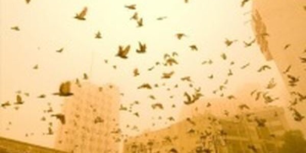 Почему в Приморье прошел «рыжий» дождь?