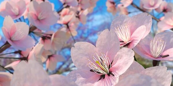 Cакура в Японии зацвела раньше срока