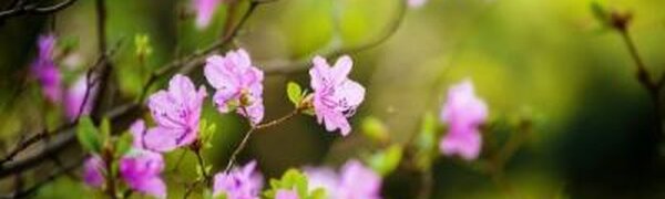 Озвучен предварительный прогноз погоды в Приморье в апреле