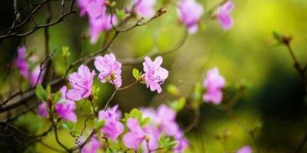 Озвучен предварительный прогноз погоды в Приморье в апреле