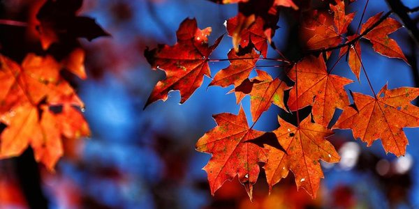 Какая погода ожидается в Приморье в октябре?