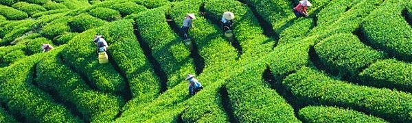 ООН: глобальное потепление мешает людям работать