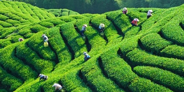 ООН: глобальное потепление мешает людям работать