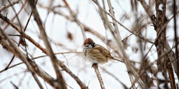 Снег в Приморье начнётся накануне весеннего праздника