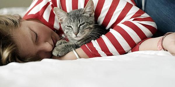 Кошки официально признаны «лечебными животными»