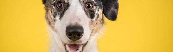 Собаки понимают слова и различают интонацию