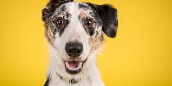 Собаки понимают слова и различают интонацию