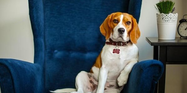 Учёные: глобальное потепление вызывает депрессию у собак