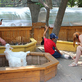 Контактный зоопарк «Садгород»: трогать руками разрешается