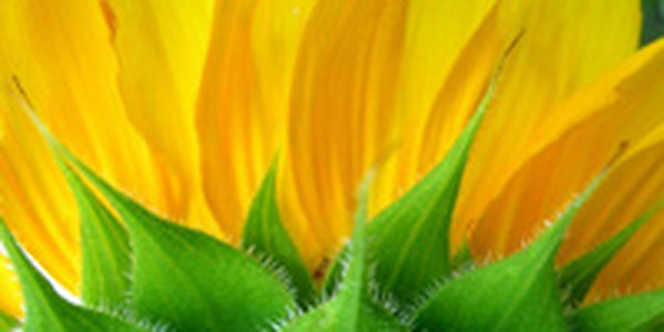 Самый солнечный цветок