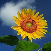 Самый солнечный цветок