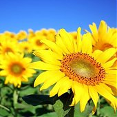 Самый солнечный цветок
