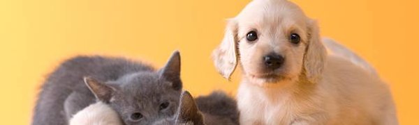 Кошки и собаки защищают от рака