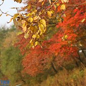 Осень в парках Владивостока (ФОТО)