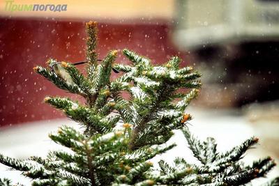 Снег, гололедица и похолодание: синоптики рассказали о погоде на выходных в Приморье