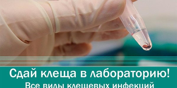 Как защитить себя при укусе клеща?