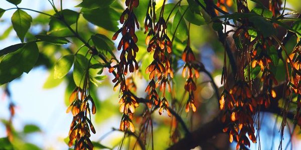 Холодный воздух с Охотского моря принёс прохладу в Приморье